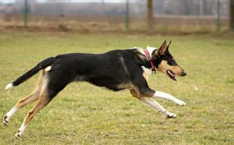 Running dog Stock Photos