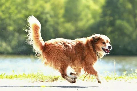 Running dog Stock Photos