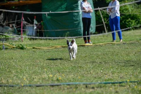 Running Dog Stock Photos