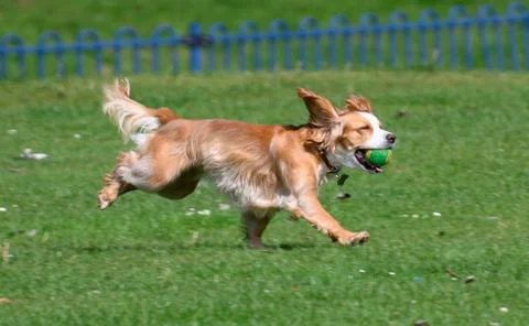 Running dog Stock Photos