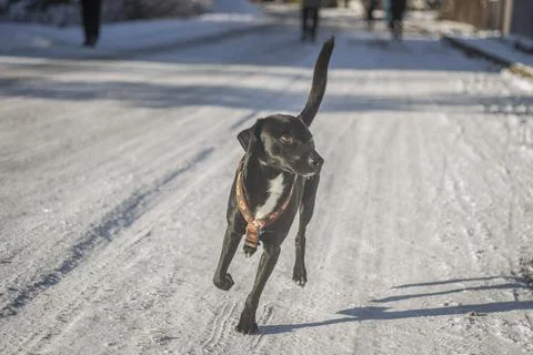Running Dog Stock Photos