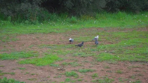 Running dog pigeons Stock Footage 127236845