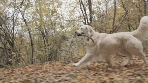 Running dog -retriever Видео 59340899