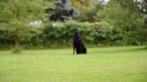 Running Dog Slow Motion Video stock 53274143
