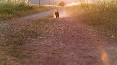 Running dog slow motion Stock Footage 58602552