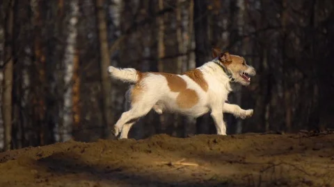 Running dog in slow-motion 動画素材 128605780