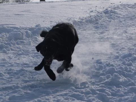 Running dog in the snow Stock Photos