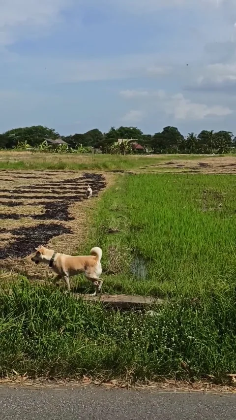 RUNNING DOGS Stock Footage 288616322