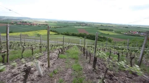 Running down a vineyard Stock Footage 81561251