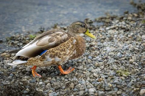 Running duck on the beach Stock Photos