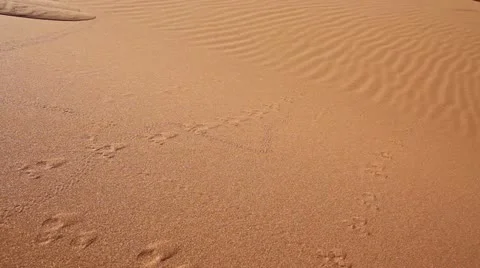 Running dune namibia Stock Footage 12501520