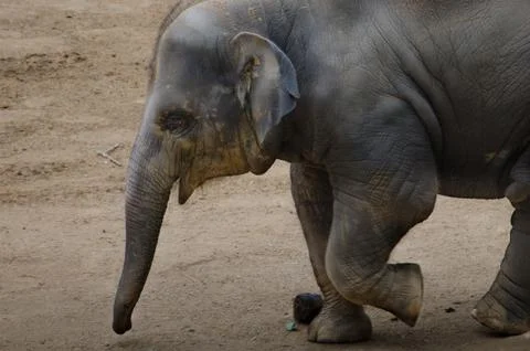 Running elephant Stock Photos