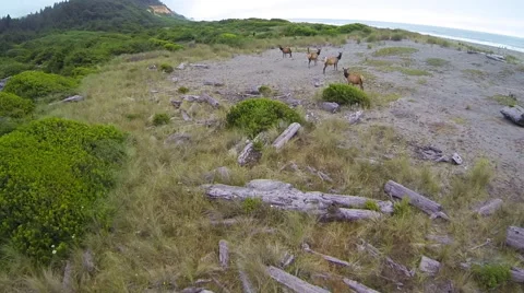 Running Elk Aerial Stock Footage 40613381