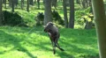 The running Elk - Moose HD Footage