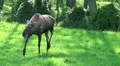 The running Elk - Moose HD Footage