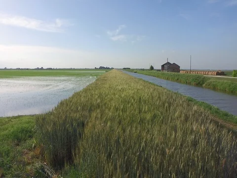Running fast Flight over the paddy fields towards a fantastic sky Stock Footage 72202000