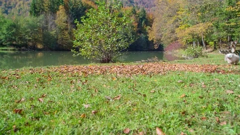 Running fast over a meadow Stock Footage 83776423