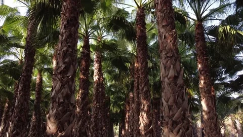 Running fast through rows of palm trees, looking up Video stock 138235111