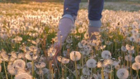 Running on the field of dandelions on sunset. Summer fun outdoors. Stock Footage 81007329