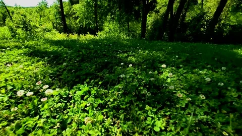 Running on the field. Stock-Footage 154136876