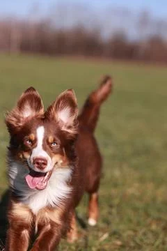 A is running in a field Stock Photos