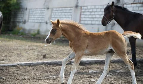 Running foal in paddock Stock Photos