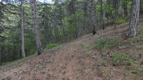 Running in the forest Video stock 38409493