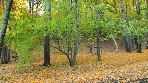 Running In The Forest Video stock 51532116