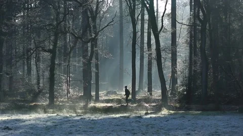 Running in the forest Stock Footage 133867220