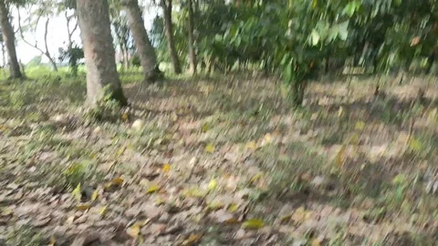 Running In The Forest Stock Footage 231801077