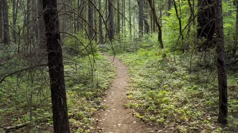 Running in the forest path with trees and bushes Stock Footage 273743187