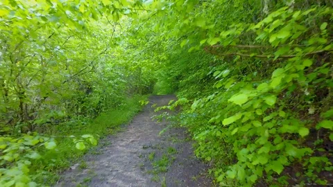 Running at a forest road, oe01 Stock Footage 116827873