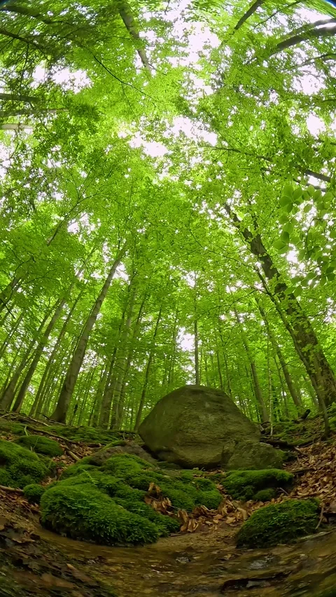 Running forest stream 360 degree rotation with birds singing. Seamless loop Stock Footage 337829758
