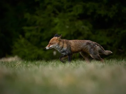 Running fox in the forest Stock Photos