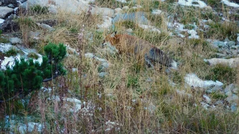 Running fox in the mountains in the forest Stock Footage 276963592