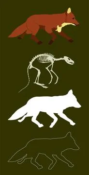 Running fox vector silhouette illustration isolated Stock Illustration