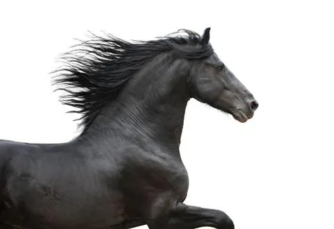 Running gallop Friesian black horse on the white Stock Photos