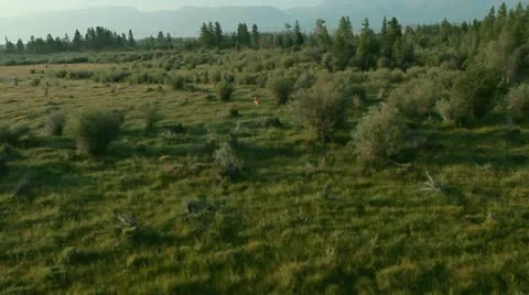 Running gazelle Stock Footage 12567959