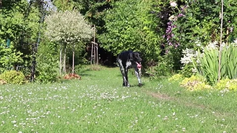 Running German Black Pointer on a sunny day Stock Footage 138390199