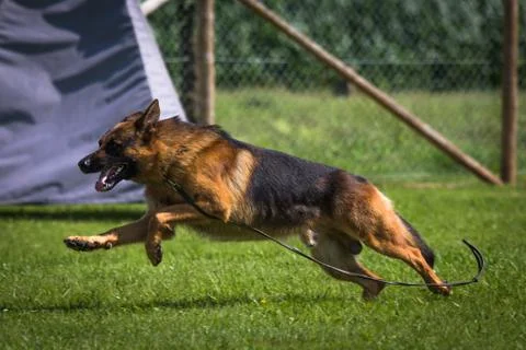 Running german shepherd dog Stock Photos