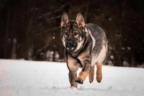 Running German shepherd. Stock Photos