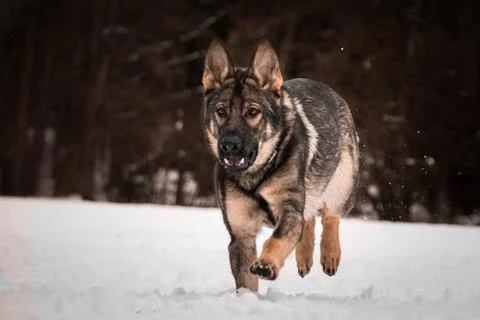 Running German shepherd. Stock Photos