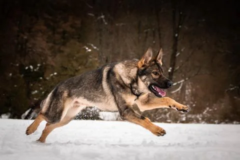 Running German shepherd. 写真素材