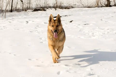 Running the German Shepherd in the snow Stock Photos