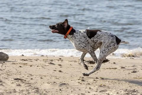 Running German Shorthaired Pointer while playing on the shore of the lake Stock Photos