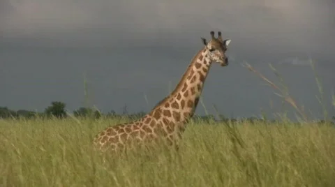 Running Giraffe Stock-Footage 277606