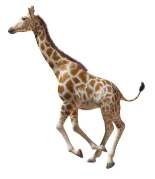 Running giraffe isolated Stock Illustration