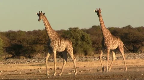 Running giraffes moving synchroniously Stock Footage 12165918