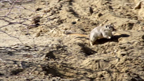 Running Gopher 4K 422 Stock Footage 313611584