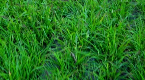 Running on the grass 動画素材 54934353